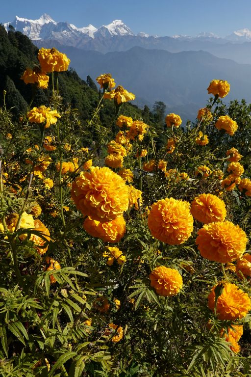 Oeillets d'Inde, fleur emblématique du Népal